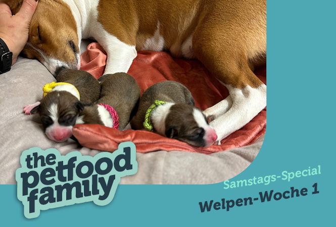 mera the Petfood Family Podcast Special Woche 1