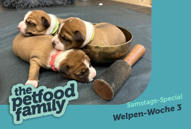 mera the Petfood Family Samstag Special Woche 3