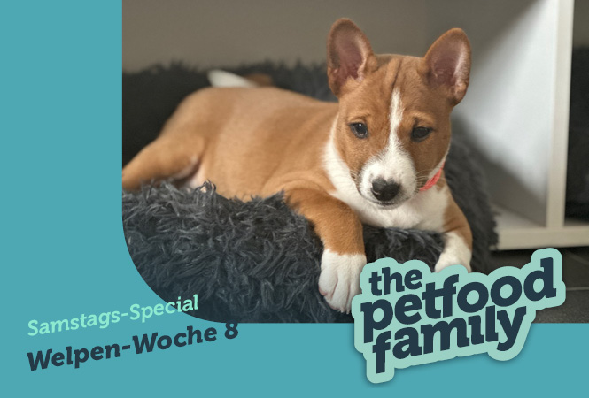 mera the Petfood Family Podcast Special Woche 8