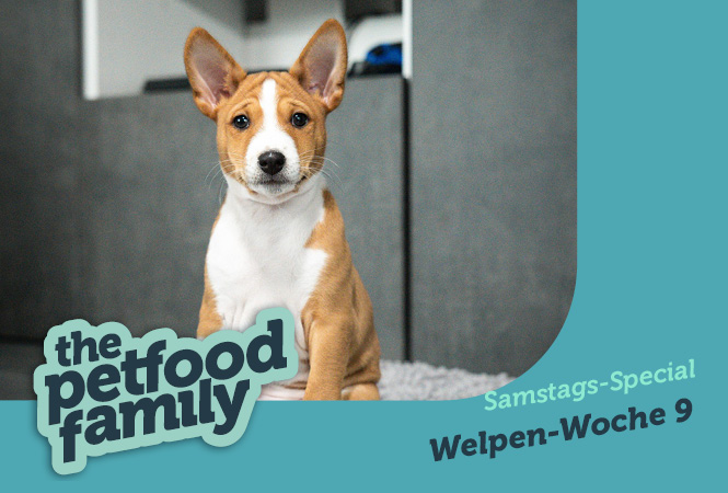 mera the Petfood Family Podcast Special Woche 9