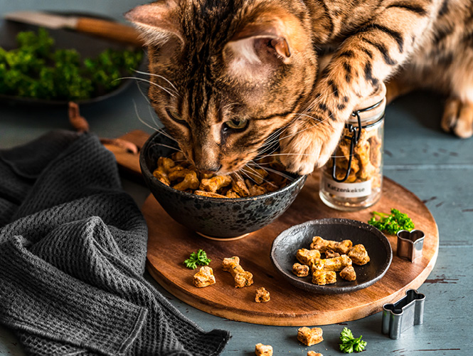 mera Rezeptideen Katzenkekse mera Rezeptideen Katzenkekse