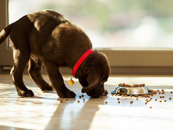 mera Ratgeber Welpe frisst nicht