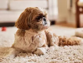 mera Hunderasse Shih tzu