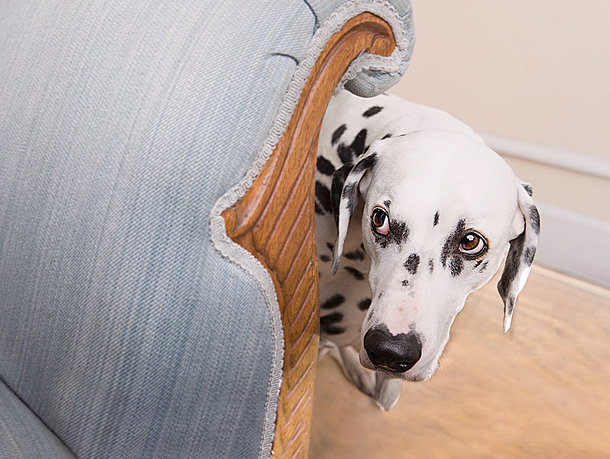 mera petfood hunderatgeber - gestresster hund mera petfood hunderatgeber - gestresster hund