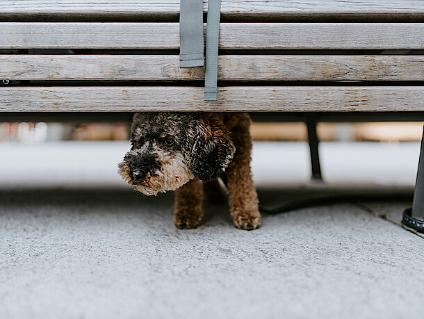 mera petfood hunderatgeber - gestresster hund