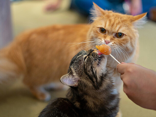 Katze leckt an einem Katzenlolli Katze leckt an einem Katzenlolli