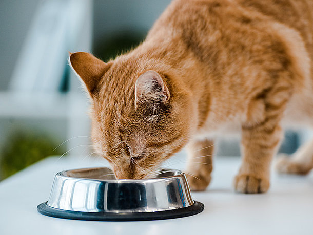 Katze frisst aus einem Futternapf