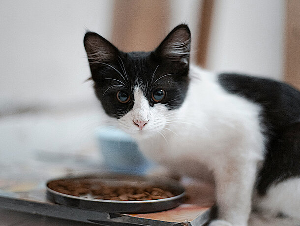 Katze frisst aus einem Futternapf