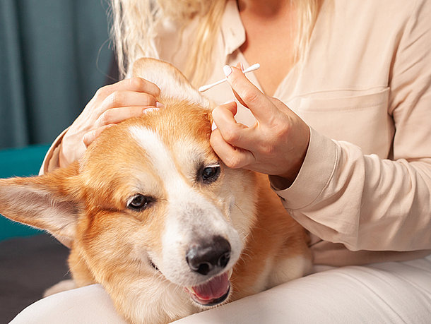 Frau überprüft Ohr vom Hund Frau überprüft Ohr vom Hund