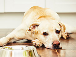 Blonder Labrador liegt unglücklich vor dem Futternapf