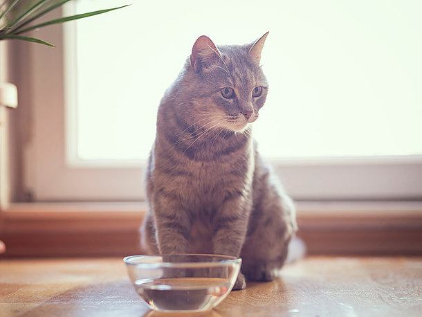 Katze verweigert das trinken