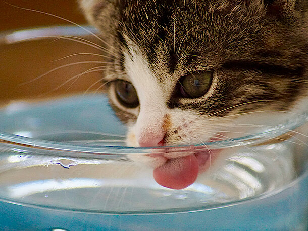 Katze drückt die Zunge an die Außenseite des Glases