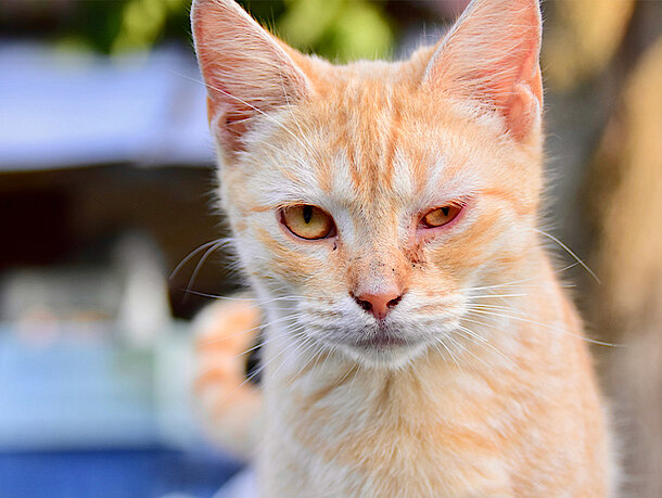 Katzen mit einem roten entzündeten Auge 