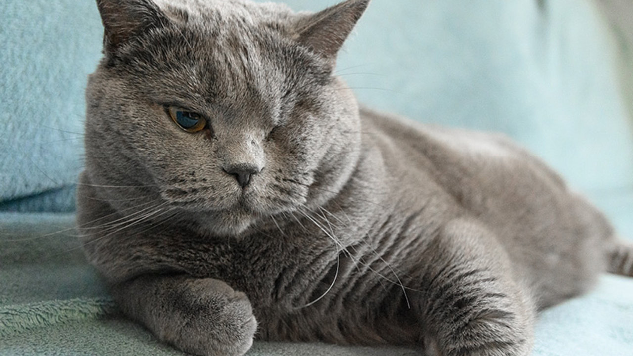 Bindehautentzündung Katze – Behandlung & Symptome - mera - The Petfood  Family