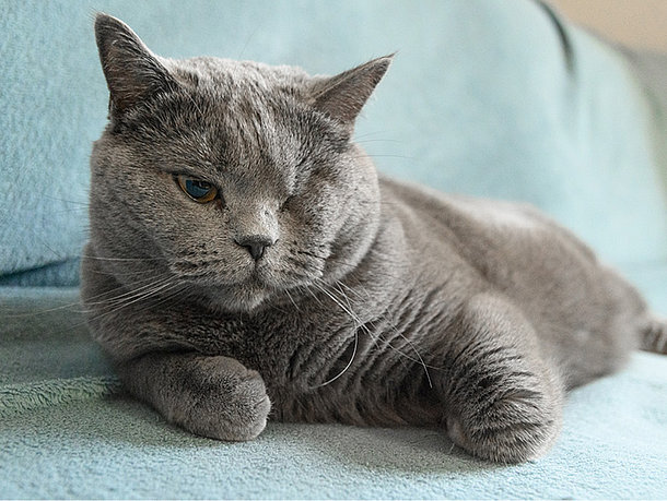 Katzen mit Problem am Auge