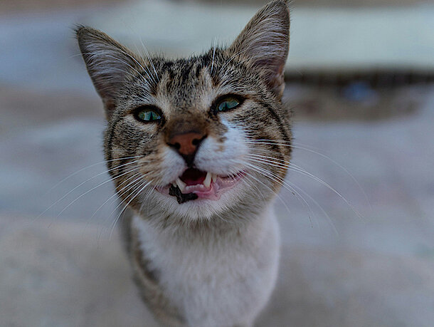 Katze grinst in Kamera
