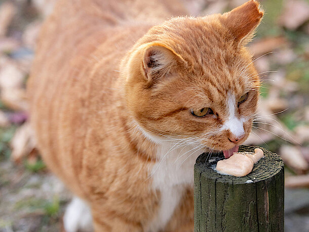Katze frisst von einem Holz Stumpf