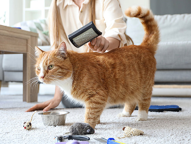 Katze mit verschiedener Erstausstattung Katze mit verschiedener Erstausstattung