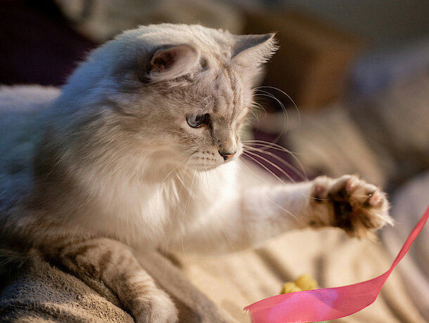 Katze spielt mit einem rosa Band
