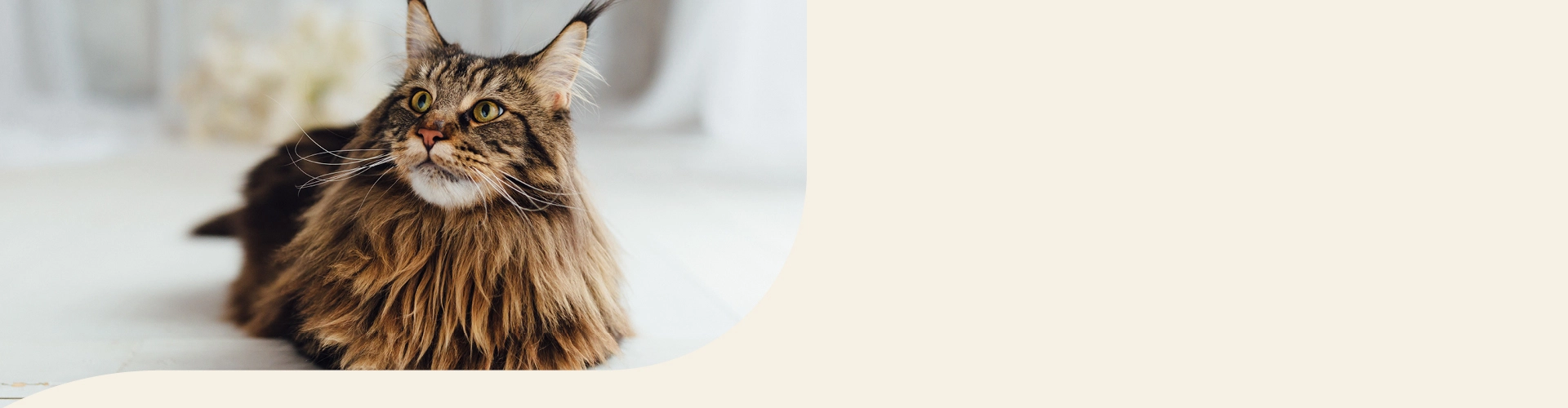 Maine Coon Info Banner