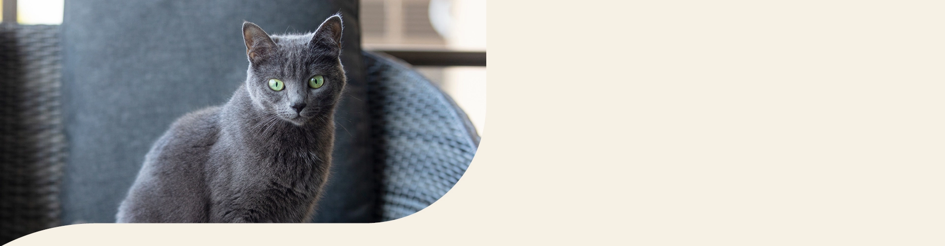 Kartäuser Info Banner