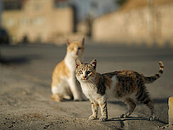 Zwei Katzen stehen auf der Straße Zwei Katzen stehen auf der Straße