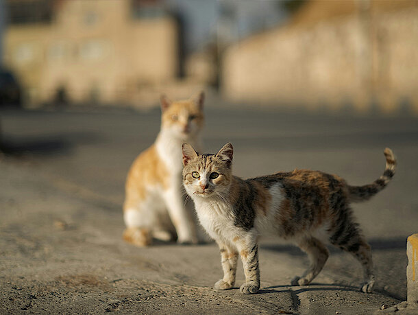 Zwei Katzen stehen auf der Straße