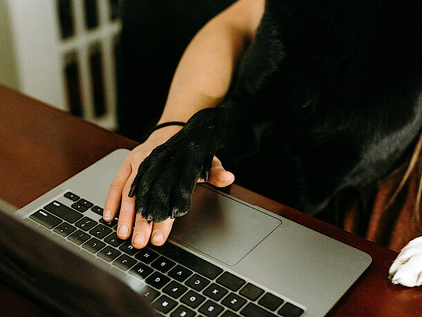 Frau hat Hand auf dem Laptop und Hund Pfote oben drauf Frau hat Hand auf dem Laptop und Hund Pfote oben drauf