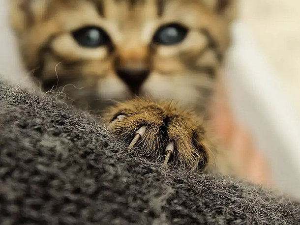 Katze hält sich mit den Krallen fest