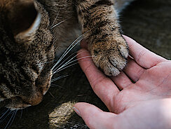 Katze gibt Menschen die Pfote Katze gibt Menschen die Pfote