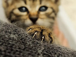 Katze hält sich mit den Krallen fest