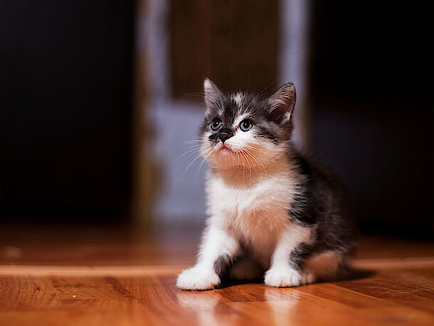 Kitten sitzt auf dem Boden und schaut hoch 