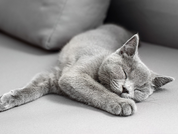 mera Petfood Katzenratgeber - Katzennamen mera Petfood Katzenratgeber - Katzennamen