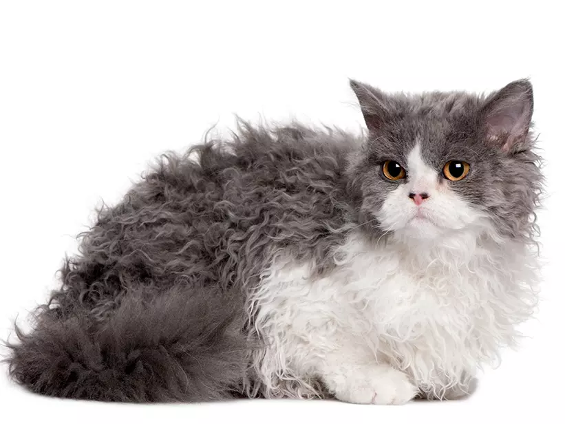 mera Katzenrassen Selkirk Rex
