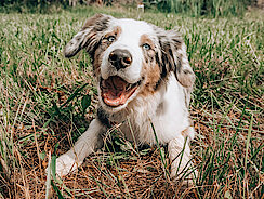junger Hund spielt auf Wiese junger Hund spielt auf Wiese