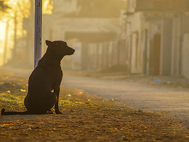 Hund sitzt an leerer Straße Hund sitzt an leerer Straße