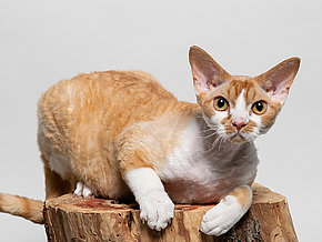 mera Katzenrassen Devon Rex