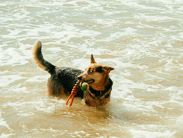 mera Petfood Hunderatgeber - Wasserarbeit mit Hunden mera Petfood Hunderatgeber - Wasserarbeit mit Hunden
