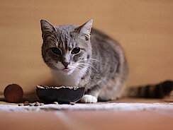 mera petfood katzenratgeber - katze frisst nicht mehr