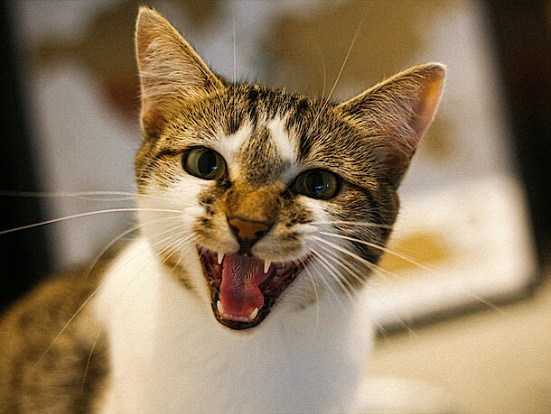 Katze miaut in die Kamera 