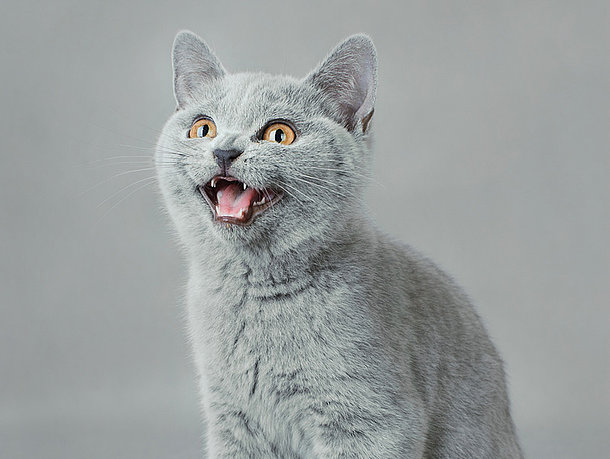 mera miauende Katze mera miauende Katze