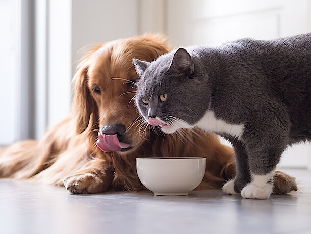 Hund und Katze essen gemeinsam aus einem Napf Hund und Katze essen gemeinsam aus einem Napf
