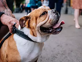 Hunderasse Englische Bulldogge