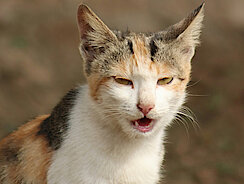 Katze muss niesen 