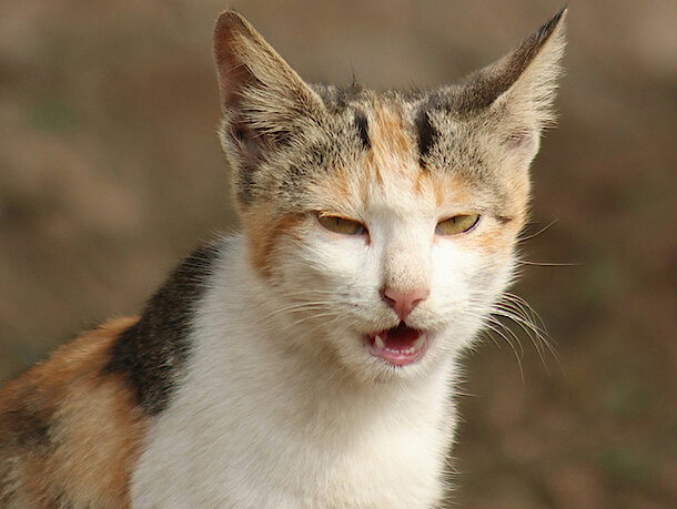Katze muss niesen 