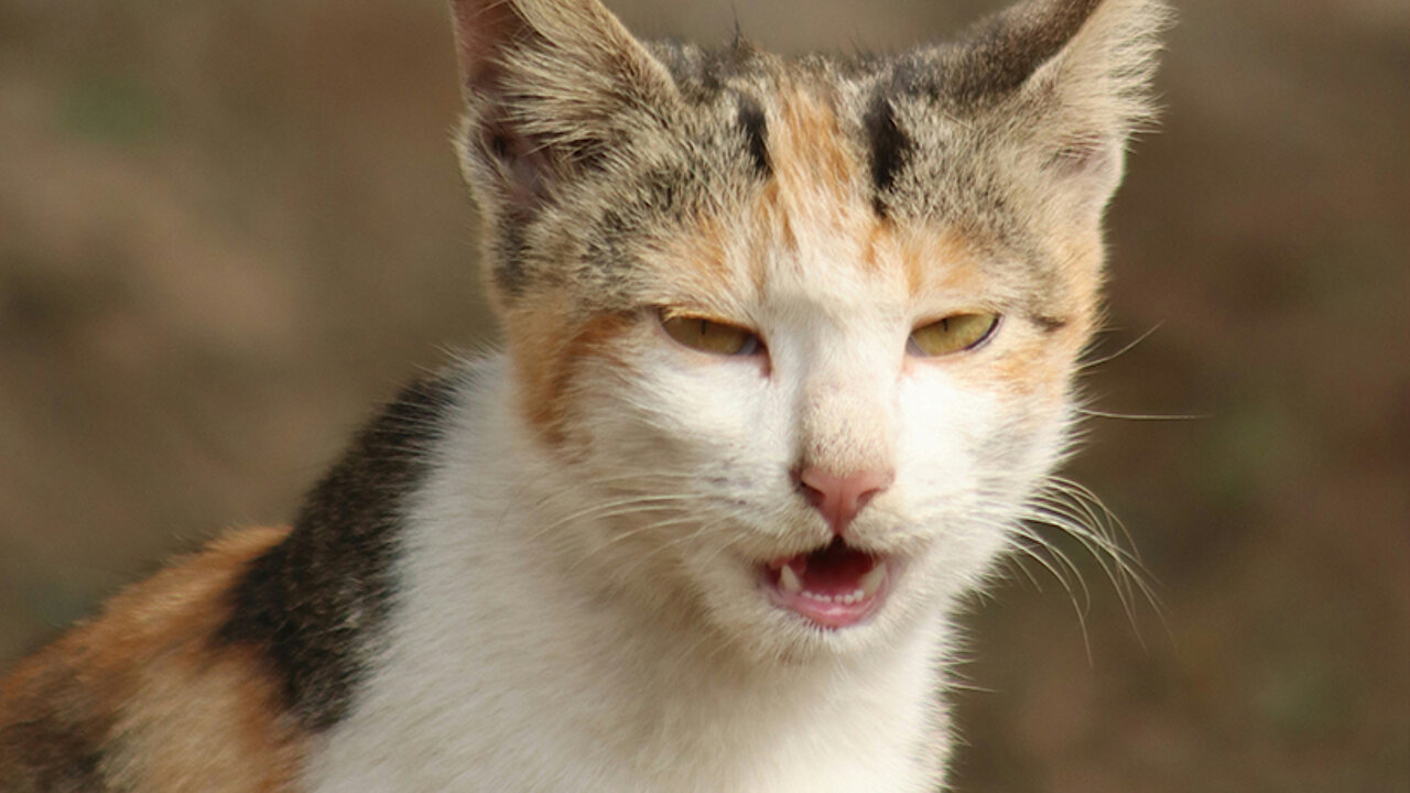 Katzen halten trotz Katzenallergie - mera - The Petfood Family