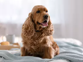Hunderasse Cocker Spaniel