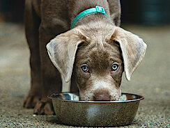 Labrador Welpe frisst