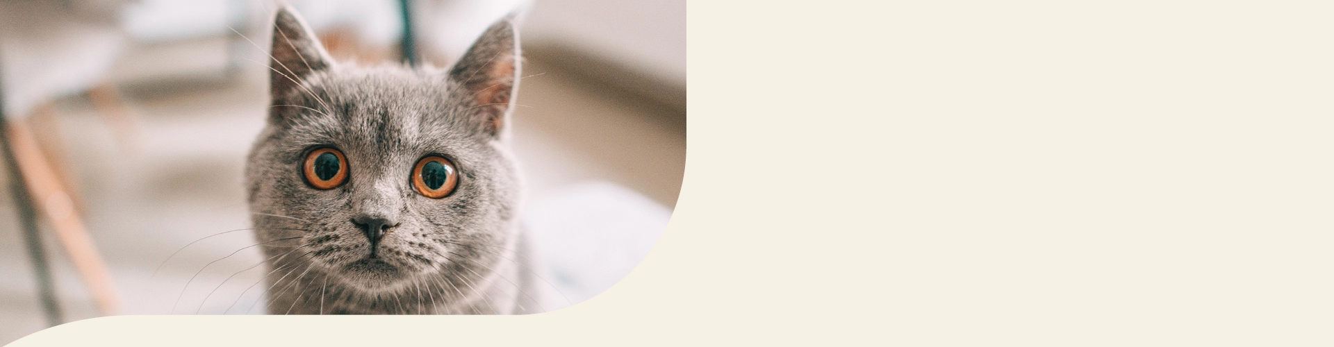 Britisch Kurzhaar Info Banner