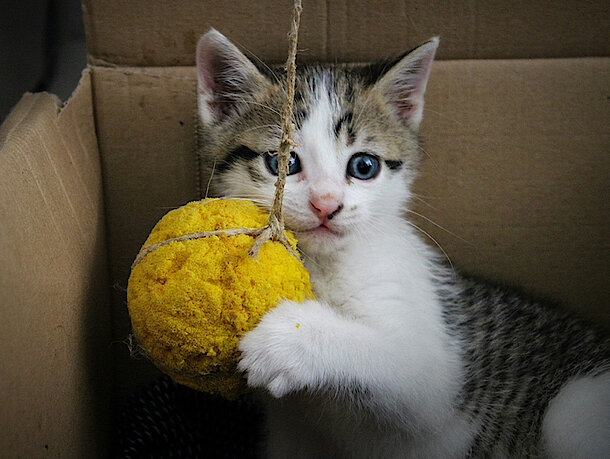 Katze spielt mit einem gelben Ball an einer Schnur